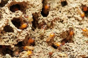 Termite nest